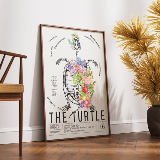Vintage turtle natural history print UK — Testudines botanical archive wall art 260gsm printed in England Camden Market