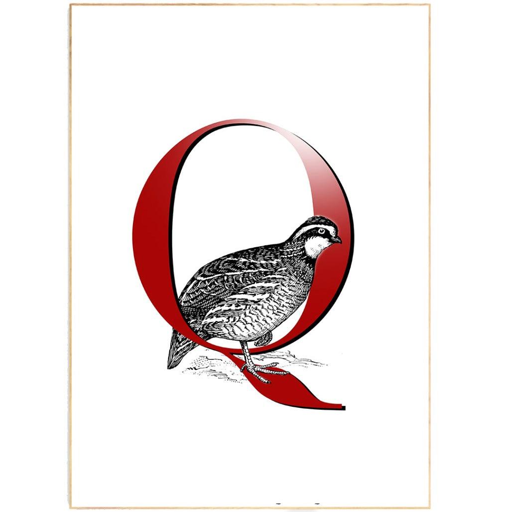Quail Letter Q Print - 98typesAnimals Alphabet
