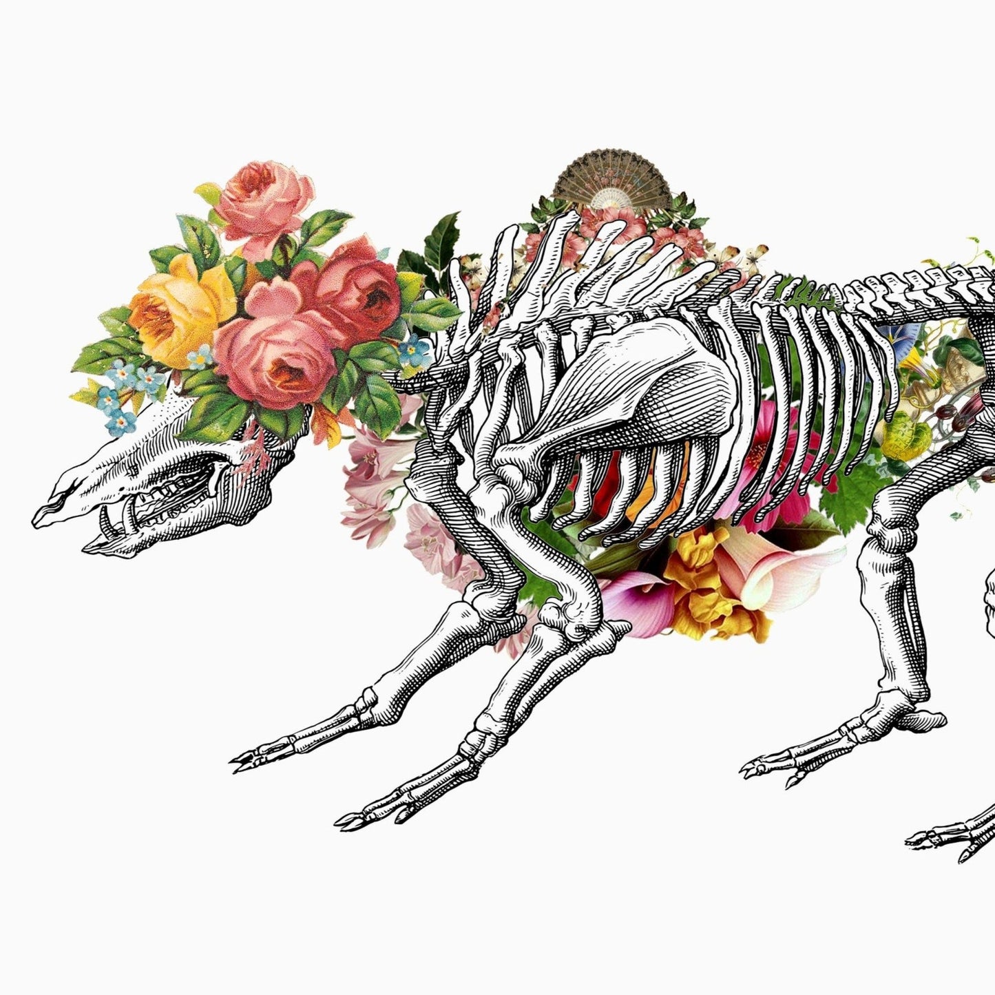 Lion Skeleton Anatomical Flowers Print - 98types