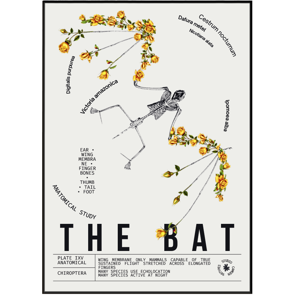 Vintage bat dark academia natural history print UK — Chiroptera botanical archive wall art 260gsm printed in England Camden Market
