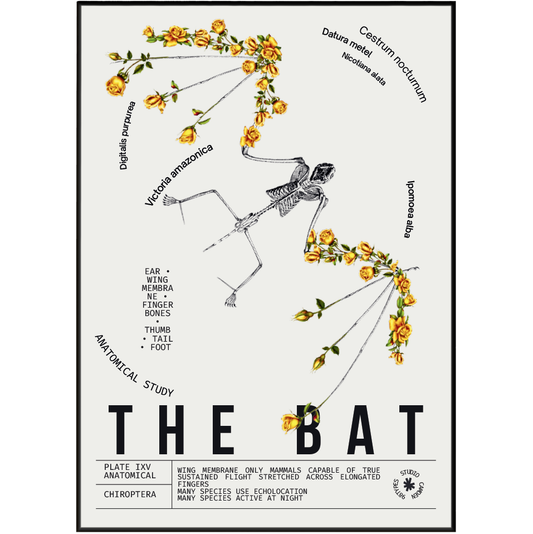 Vintage bat dark academia natural history print UK — Chiroptera botanical archive wall art 260gsm printed in England Camden Market
