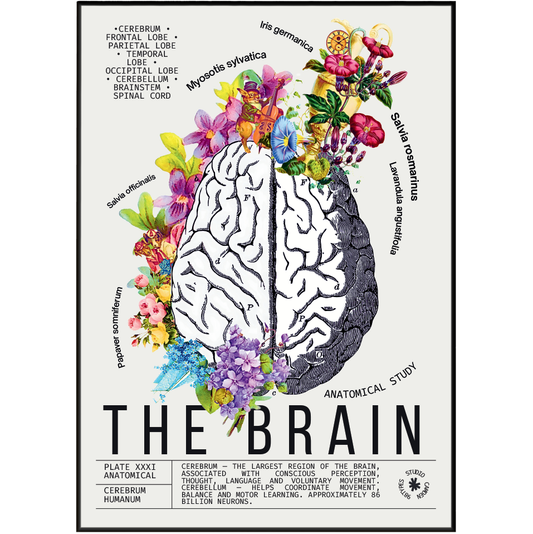 Vintage anatomical brain print UK — Cerebrum Humanum botanical archive dark academia wall art 260gsm museum-grade printed in England
