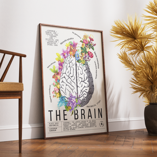 Vintage anatomical brain print UK — Cerebrum Humanum botanical archive dark academia wall art 260gsm museum-grade printed in England
