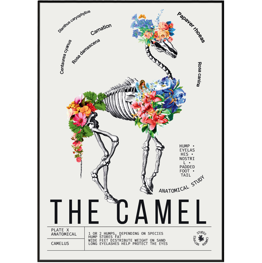 Vintage camel natural history print UK — Camelus botanical archive wall art 260gsm printed in England Camden Market
