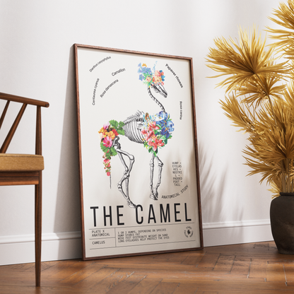 Vintage camel natural history print UK — Camelus botanical archive wall art 260gsm printed in England Camden Market
