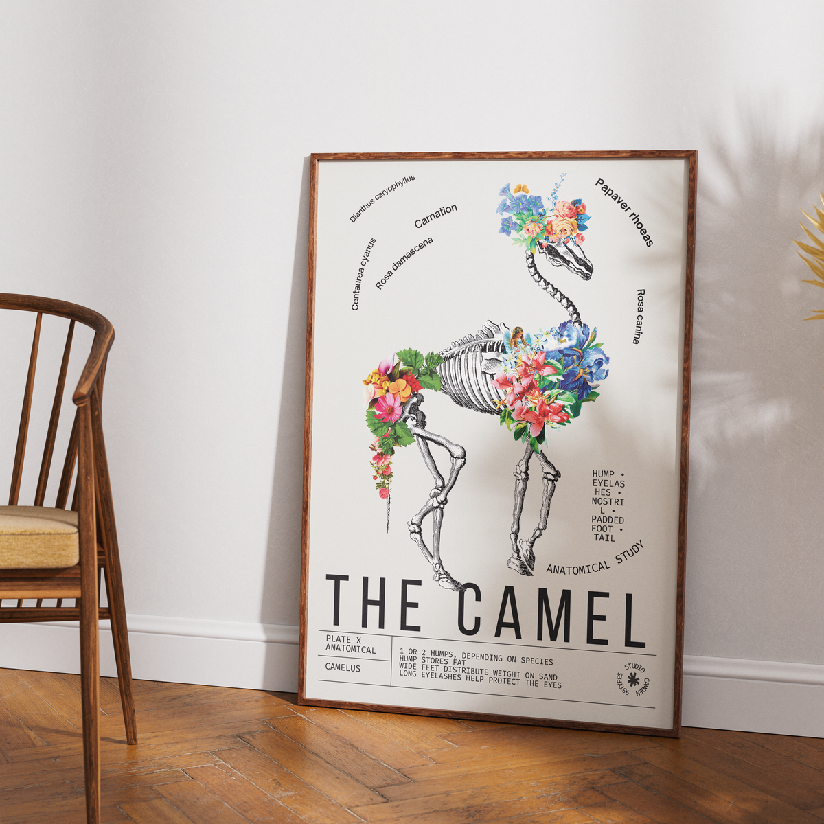 Vintage camel natural history print UK — Camelus botanical archive wall art 260gsm printed in England Camden Market
