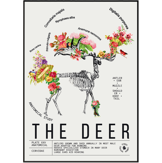 Vintage deer natural history print UK — Cervidae botanical archive wall art 260gsm printed in England Camden Market
