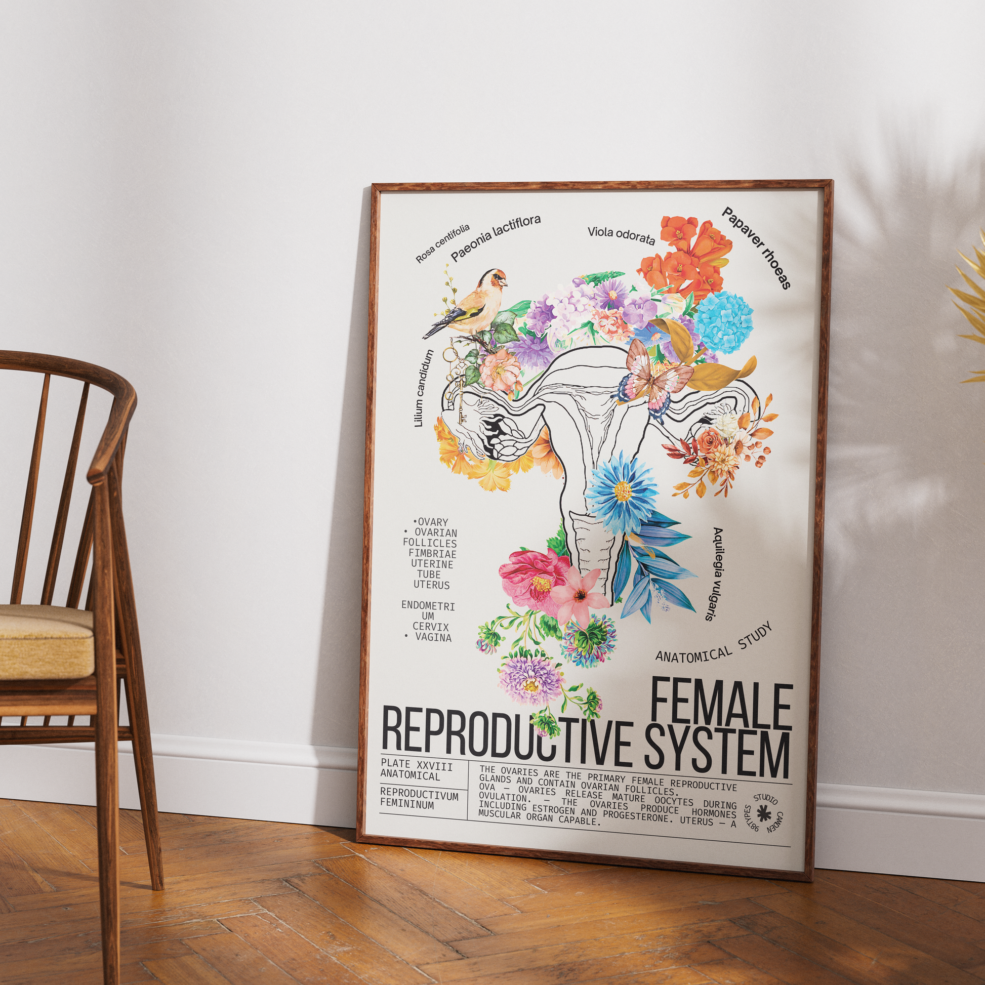 Vintage female reproductive system anatomy print UK — botanical archive dark academia wall art 260gsm printed in England Camden Market
