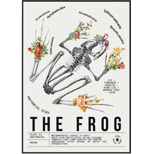 Vintage frog natural history print UK — Anura botanical archive wall art 260gsm printed in England Camden Market
