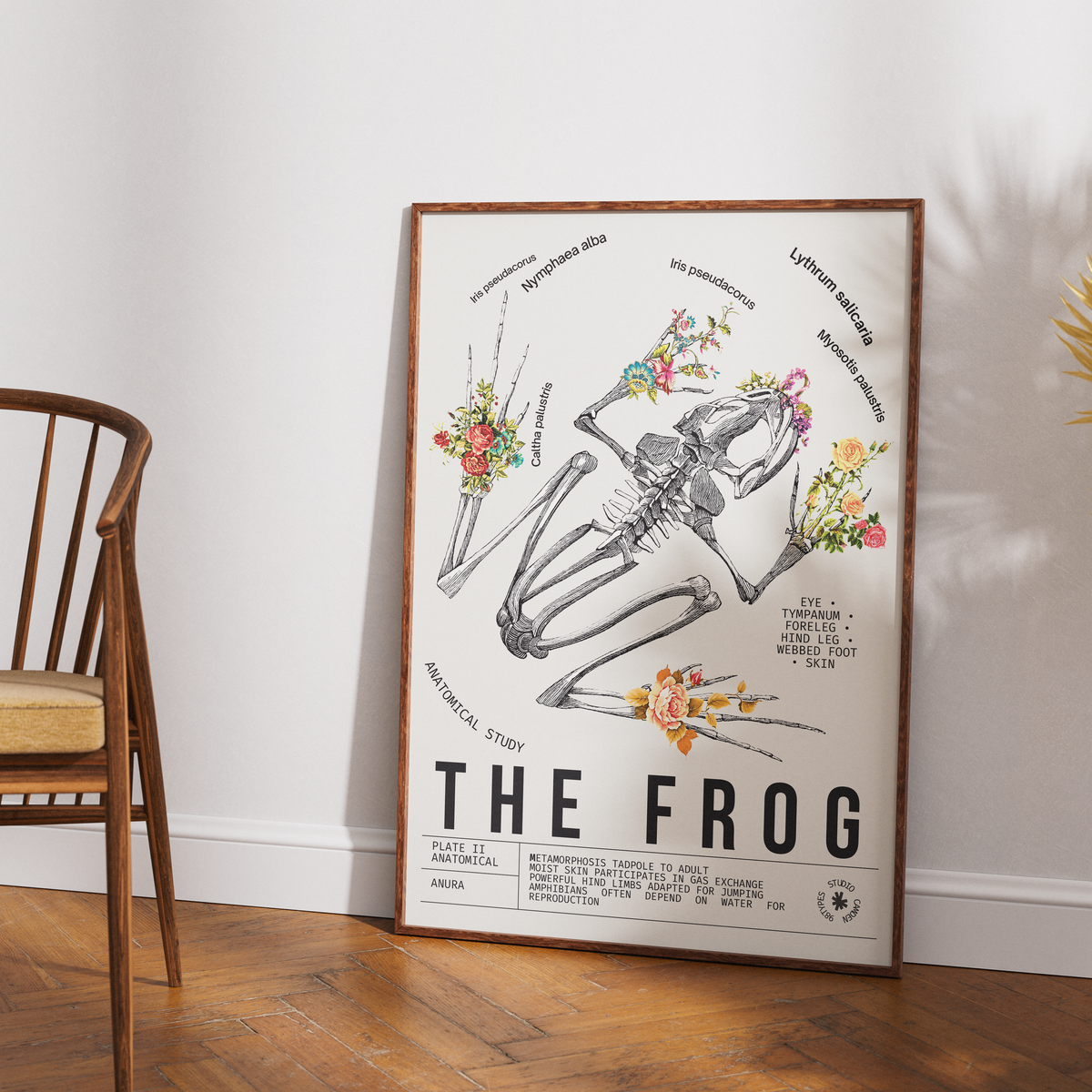 Vintage frog natural history print UK — Anura botanical archive wall art 260gsm printed in England Camden Market
