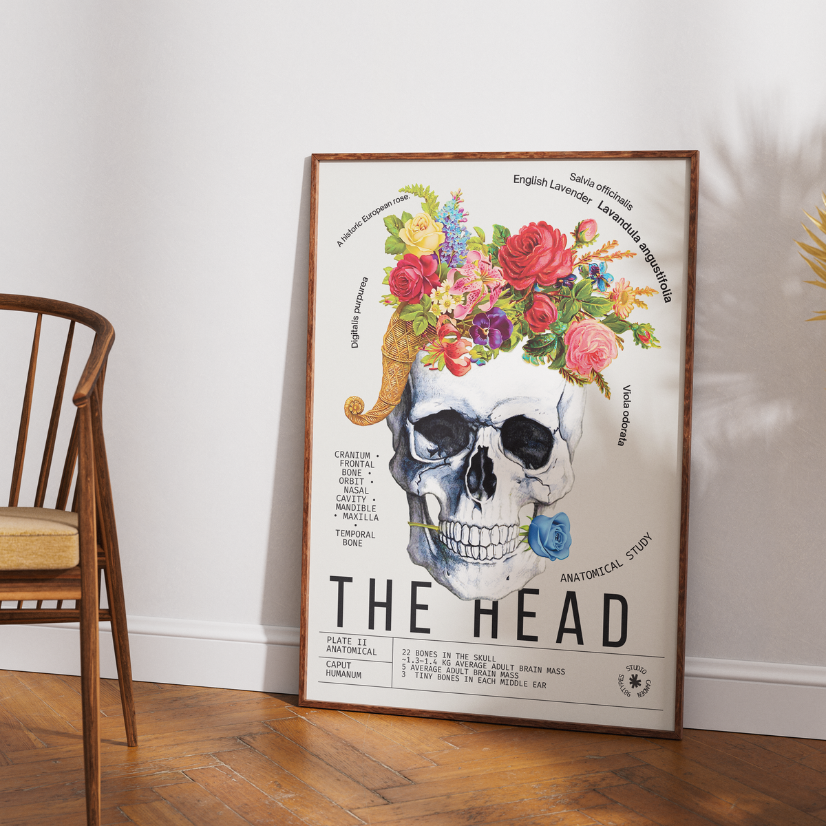 Vintage head skull anatomy print UK — Caput Humanum botanical archive dark academia wall art 260gsm printed in England Camden Market
