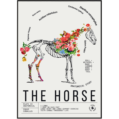 Vintage horse natural history print UK — Equus caballus botanical archive wall art 260gsm printed in England Camden Market
