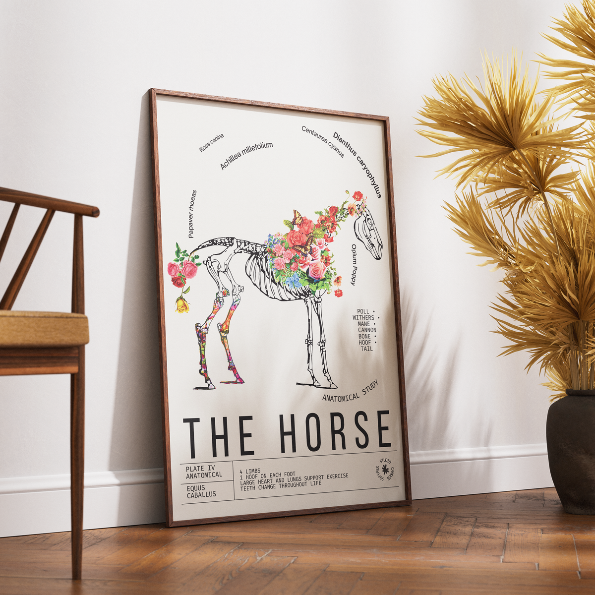 Vintage horse natural history print UK — Equus caballus botanical archive wall art 260gsm printed in England Camden Market
