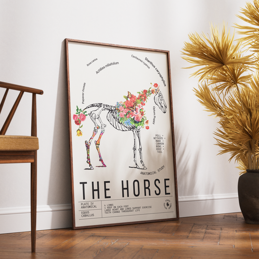 Vintage horse natural history print UK — Equus caballus botanical archive wall art 260gsm printed in England Camden Market
