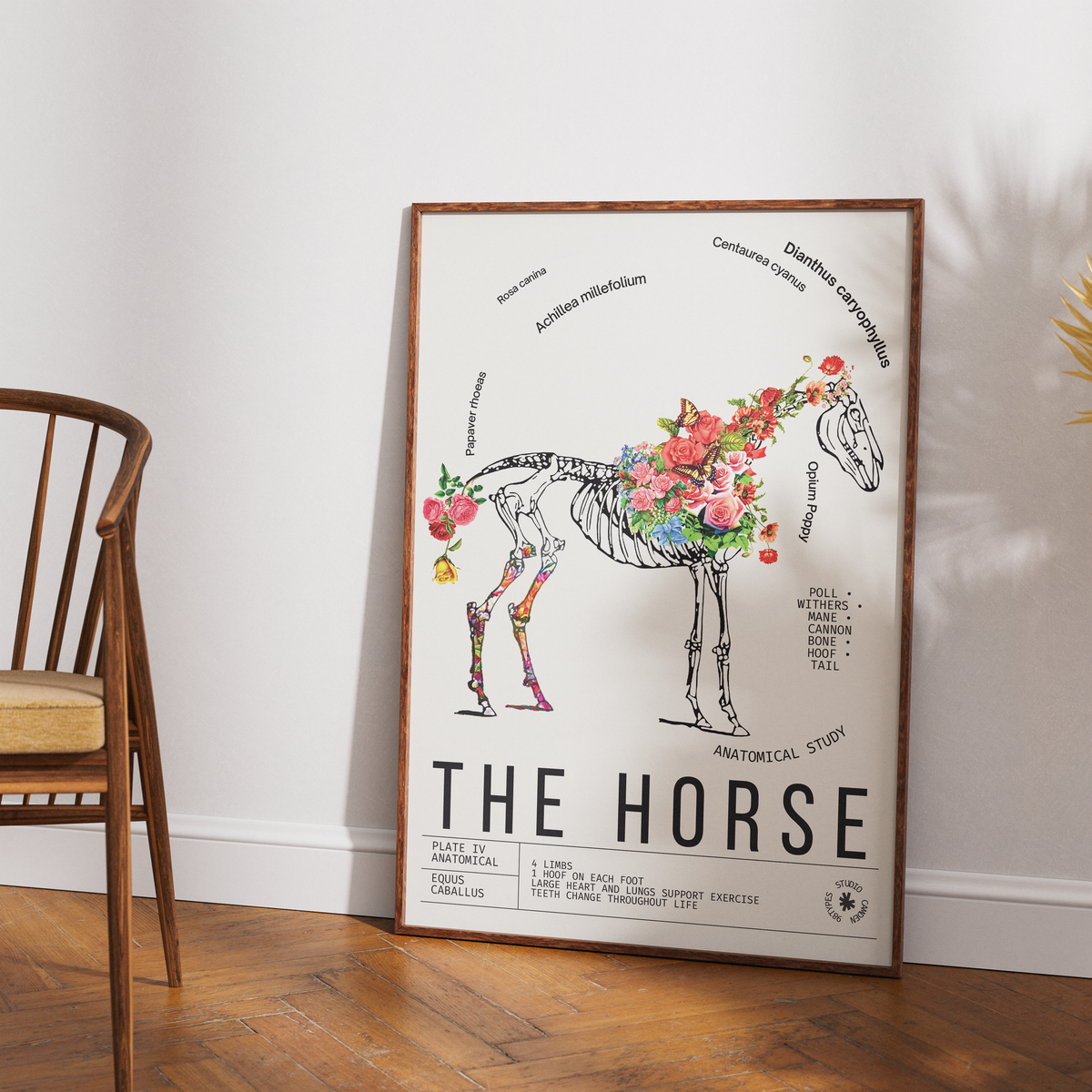 Vintage horse natural history print UK — Equus caballus botanical archive wall art 260gsm printed in England Camden Market
