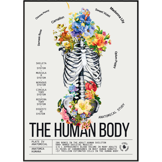 Vintage human body anatomy print UK — Anatomia Humana botanical archive dark academia wall art 260gsm museum-grade printed in England Camden Market