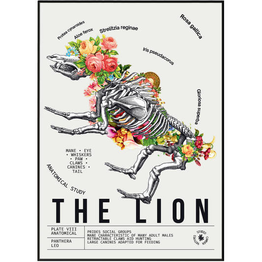 Vintage lion zoological archive print UK — Panthera leo botanical wall art 260gsm printed in England Camden Market
