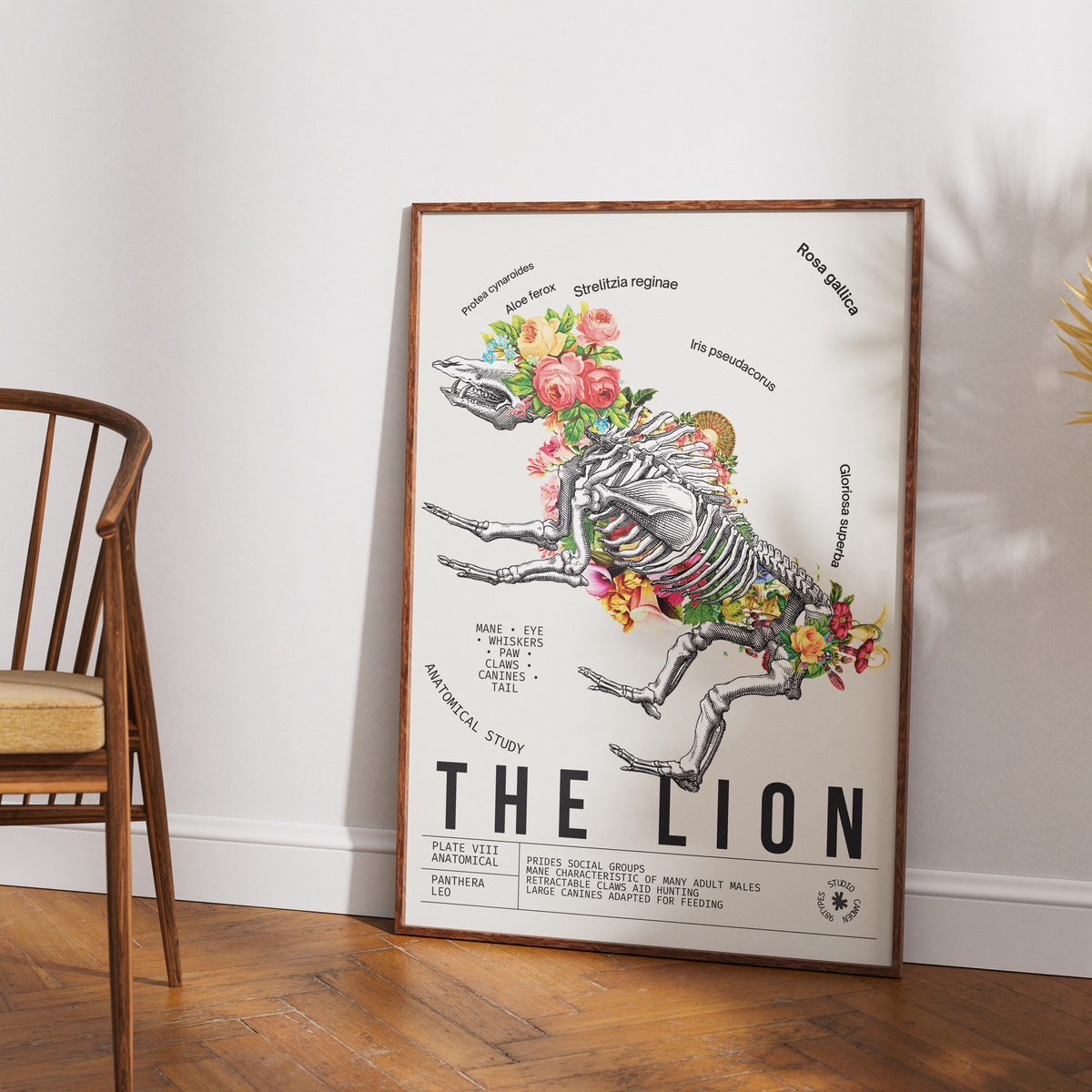Vintage lion zoological archive print UK — Panthera leo botanical wall art 260gsm printed in England Camden Market
