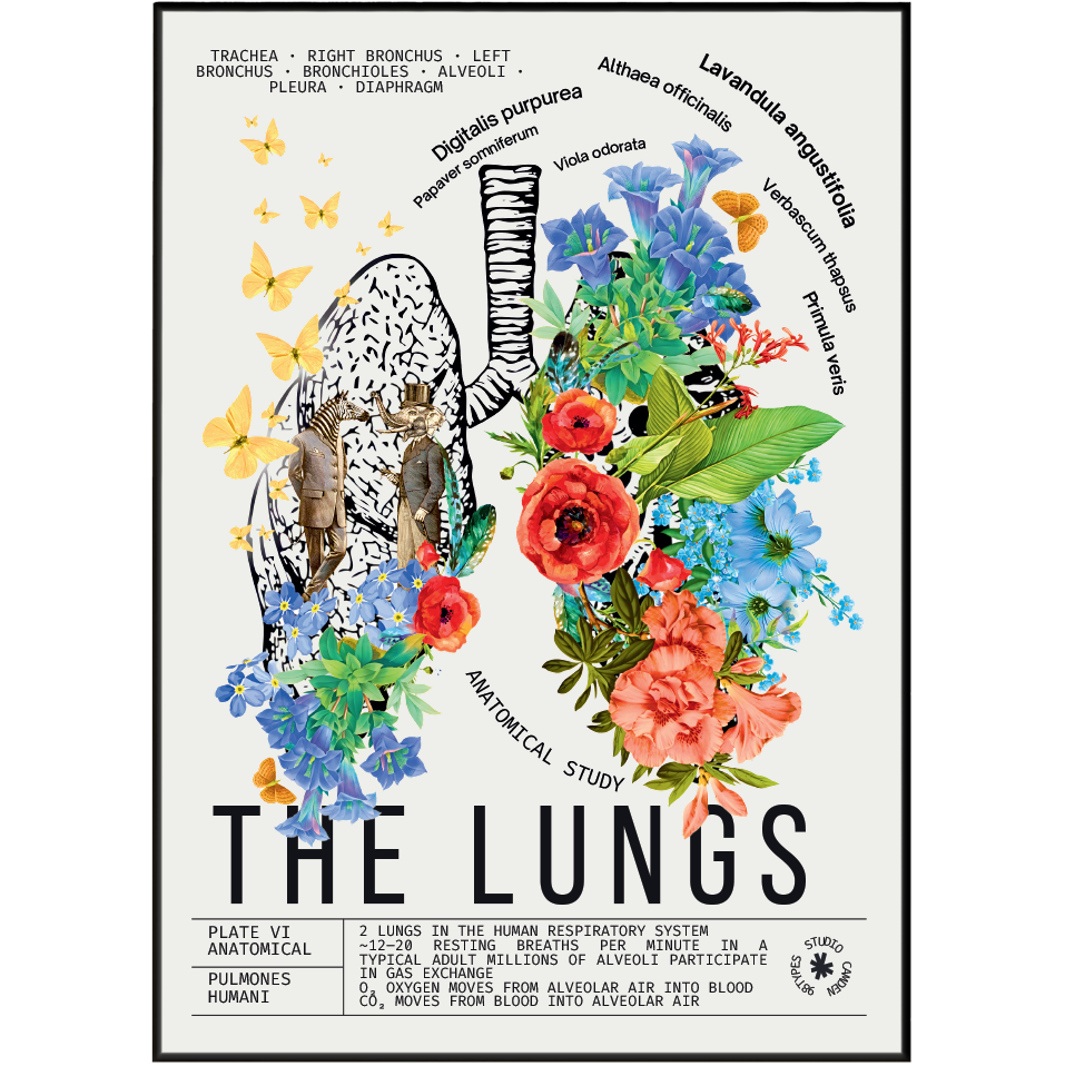 Vintage lung anatomy print UK — Pulmones Humani botanical archive dark academia wall art 260gsm printed in England
