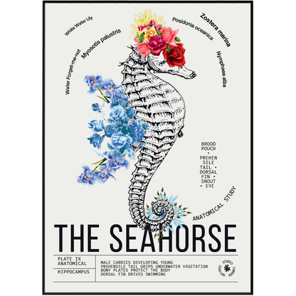 Vintage seahorse natural history print UK — Hippocampus botanical archive wall art 260gsm printed in England Camden Market
