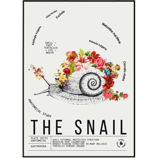 Vintage snail natural history print UK — Gastropoda botanical archive wall art 260gsm printed in England Camden Market