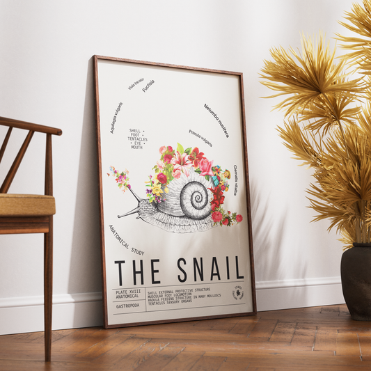 Vintage snail natural history print UK — Gastropoda botanical archive wall art 260gsm printed in England Camden Market
