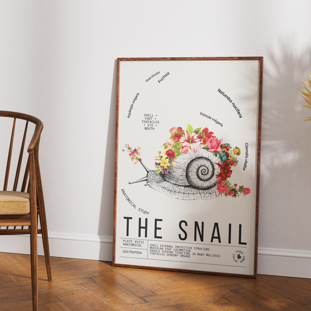 Vintage snail natural history print UK — Gastropoda botanical archive wall art 260gsm printed in England Camden Market
