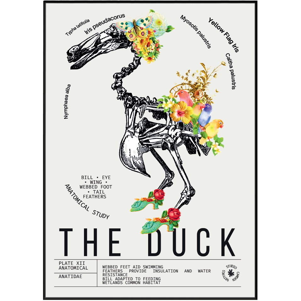 Vintage duck natural history print UK — Anatidae botanical archive wall art 260gsm printed in England Camden Market
