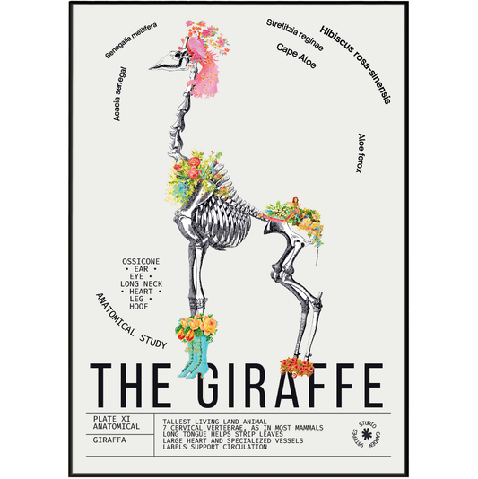 Vintage giraffe zoological archive print UK — Giraffa botanical wall art 260gsm printed in England Camden Market
