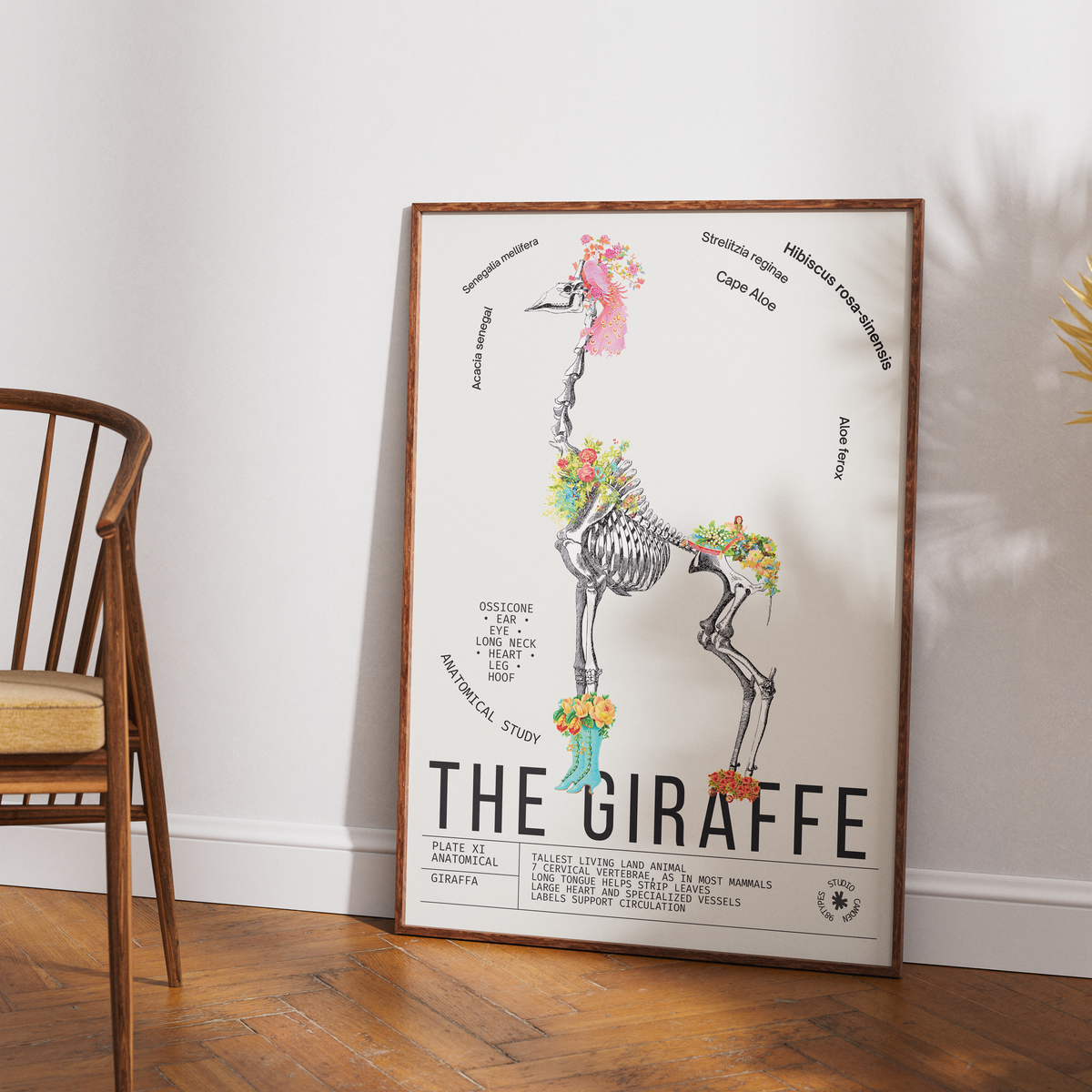 Vintage giraffe zoological archive print UK — Giraffa botanical wall art 260gsm printed in England Camden Market
