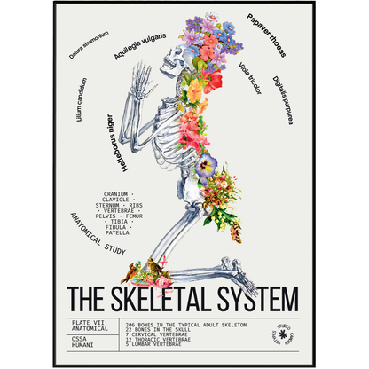 Vintage skeleton anatomy print UK — Ossa Humani Corporis botanical archive dark academia wall art 260gsm printed in England
