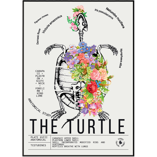 Vintage turtle natural history print UK — Testudines botanical archive wall art 260gsm printed in England Camden Market
