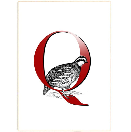 Quail Letter Q Print - 98typesAnimals Alphabet